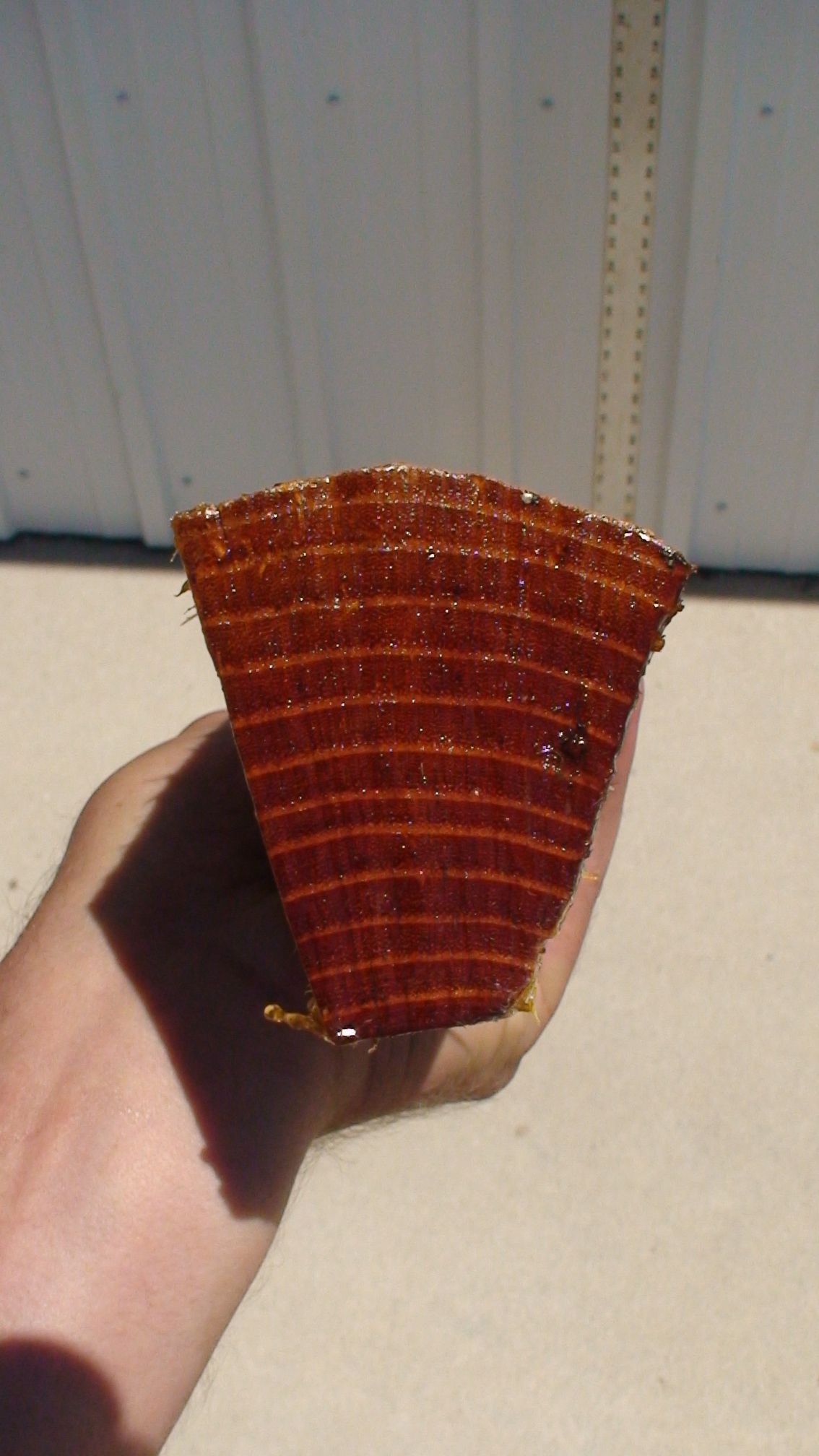 Osage stave showing growth rings