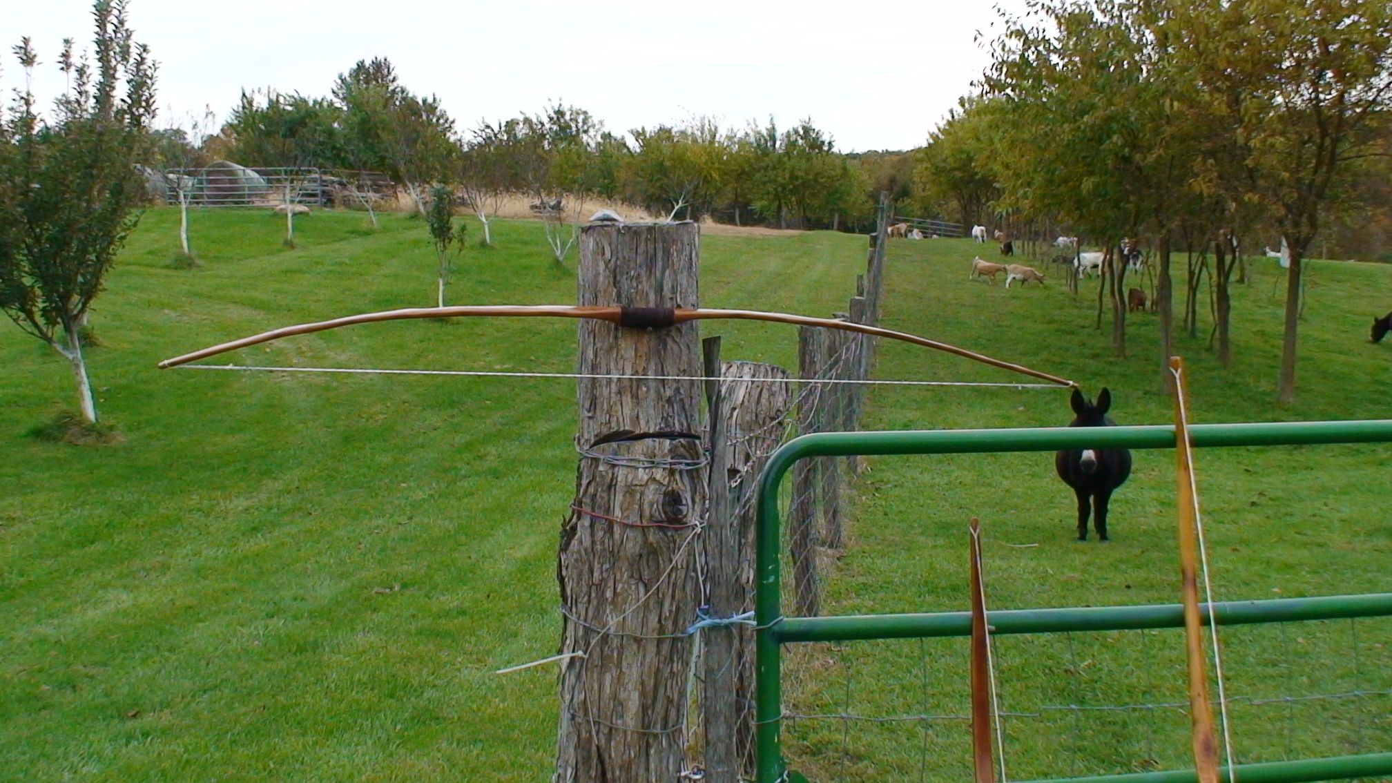 Bow on a Fence 