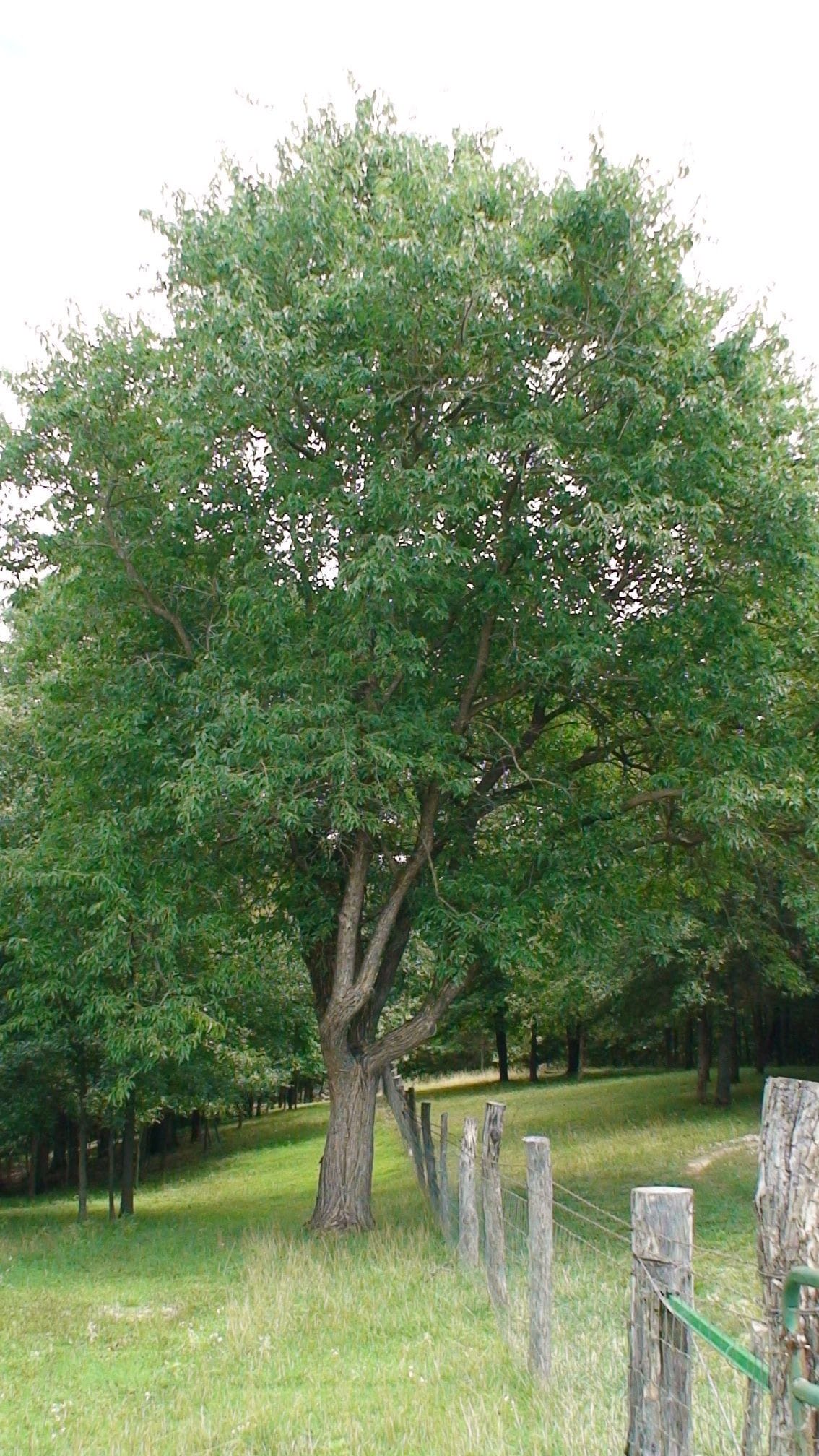 Osage Orange Tree